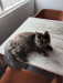 Persian cat